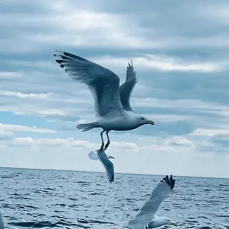 Asferiehus Флеккефьорд